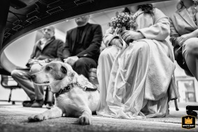 Dog attends wedding at Carate Brianza Town Hall, Carate Brianza (MB).